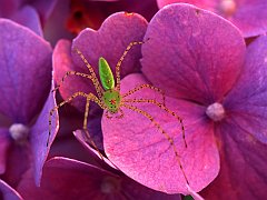 Green Lynx Spider